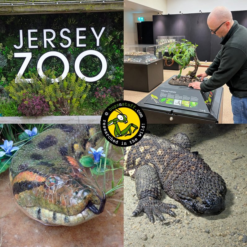 Just back for a few days @JerseyZoo installing the @BlueTokay 'Snakes' exhibition which opens today! Always a pleasure to be involved and get some behind the scenes privileges at this amazing zoo too!

durrell.org/events/snakes/