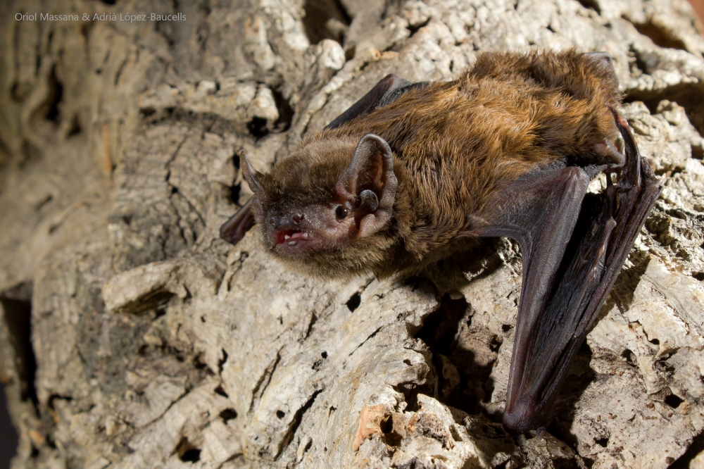 Another bat, this time a #migratory species, the lesser noctule or Leisler's bat (Nyctalus leisleri)! 🦇 The smallest #noctule species, in Catalonia is abundant in pine forests, and can be easily monitored when it forms its mating harems in bat boxes! 📸: @adria_baucells