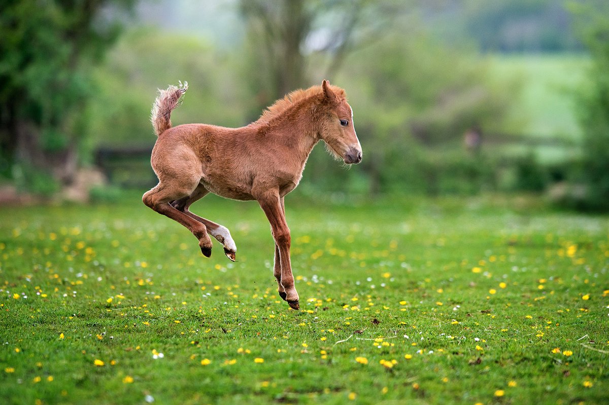 🐣 Wishing you a joyful Easter from everyone at The British Horse Society! 

May your weekend be filled with love, laughter, and plenty of horse cuddles 🐴💞

#horsehumanbond