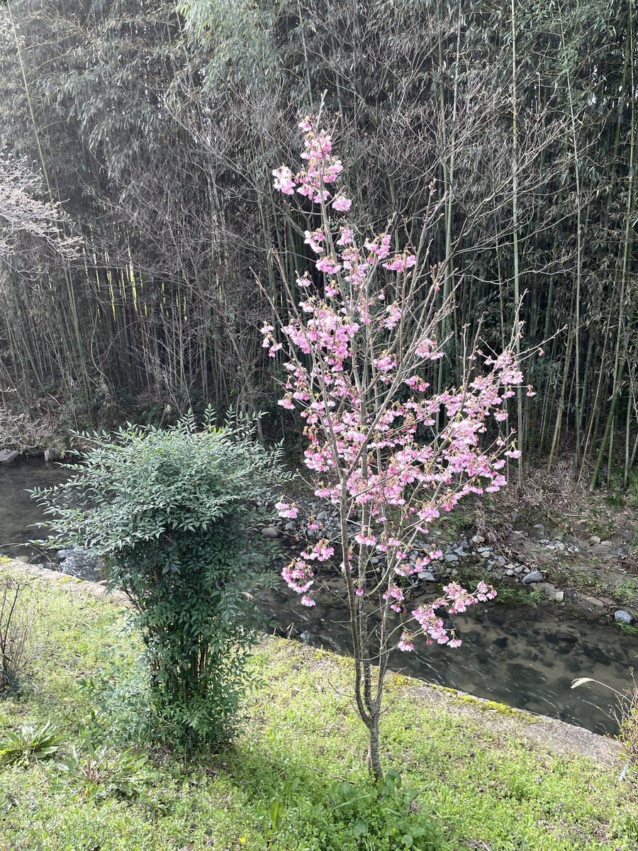 こんばんは。 明日香村岡を散歩していた時、飛鳥川沿いに桜が咲いていました。 もうすっかり春ですね。