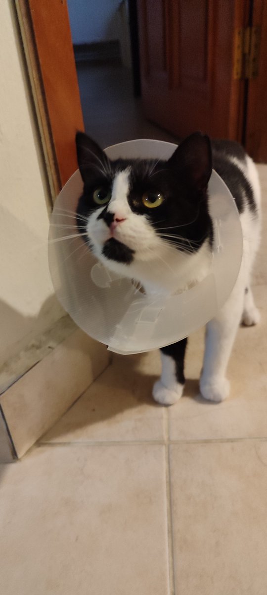 birdeevindelisi's tweet photo. Biraz büyüsün de öyle kısırlaştırırım derken erkek kediler rahat vermedi. Yavrum onlardan kaçmaktan ne mama yiyebiliyor, ne uyuyabiliyordu. Mecbur klinikte kısırlaştı
Kısırlaştırma ücreti 3000 TL.
Bu yavrumun borcu için 100 TL destek olacak 30 kişi arıyorum
Klinik ibanı verilecek https://t.co/sAfFeOJoE3