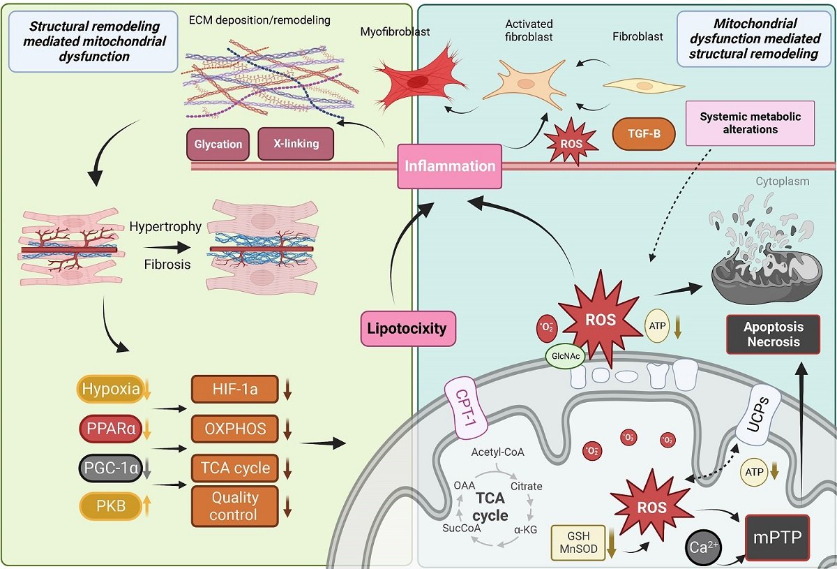 Review from Dr. @BoudinaSihem et al provided a perspective on the bi-directional relationship between cardiac mitochondrial dysfunction and myocardial structural remodeling in the context of metabolic heart disease, natural cardiac aging, and heart failure oaepublish.com/articles/jca.2…
