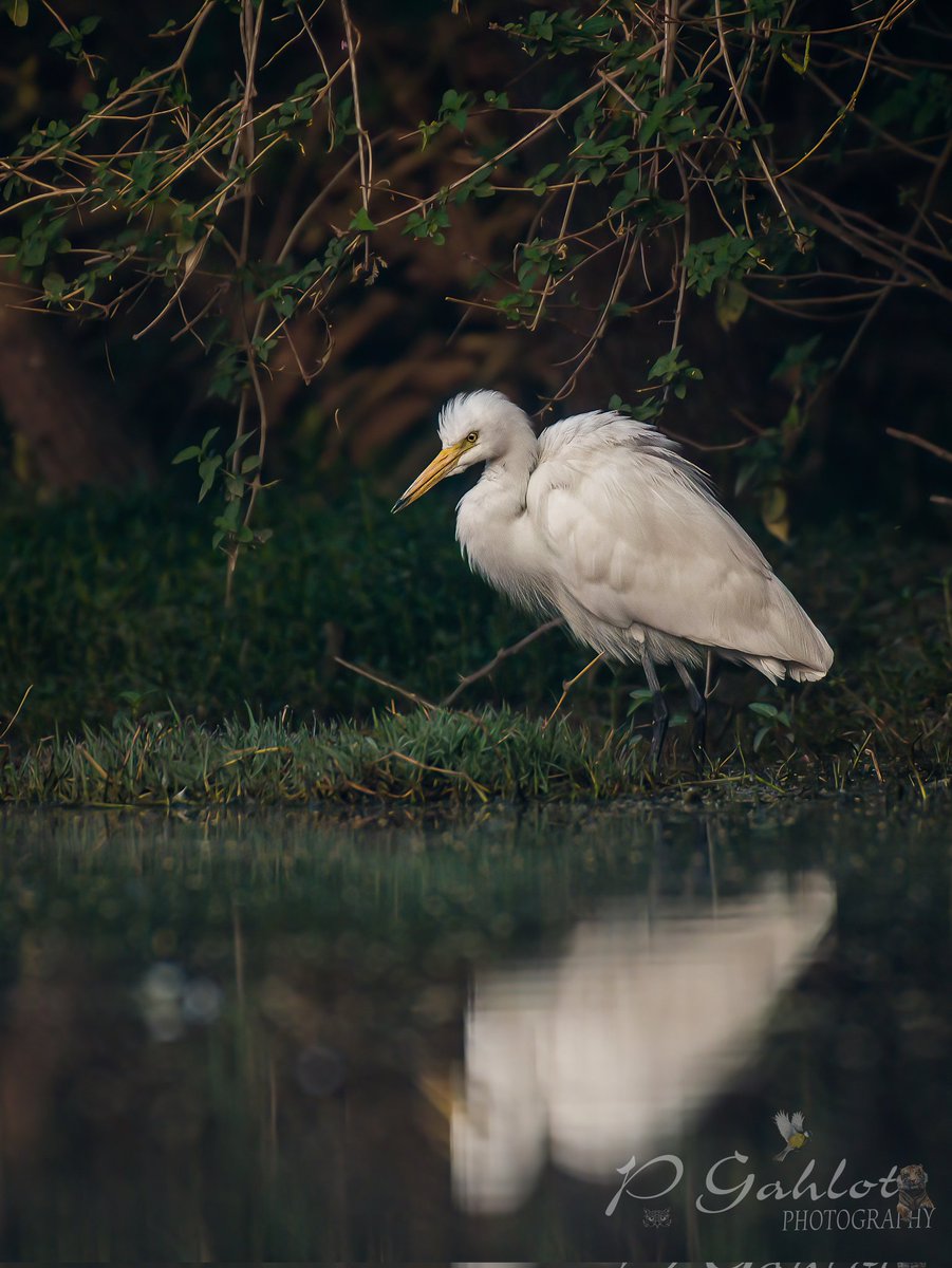 Intermediate Egret #Birding #Birdingphotography #birds #birdphotography #birdwatching #birdwatchers #IndiAves #BirdsOfTwitter #bbcwildlifePOTD #birdphotography #birdsinflight #BirdsofHaryana #avibase #IndianBirds #nikonphotography #TwitterNatureCommunity