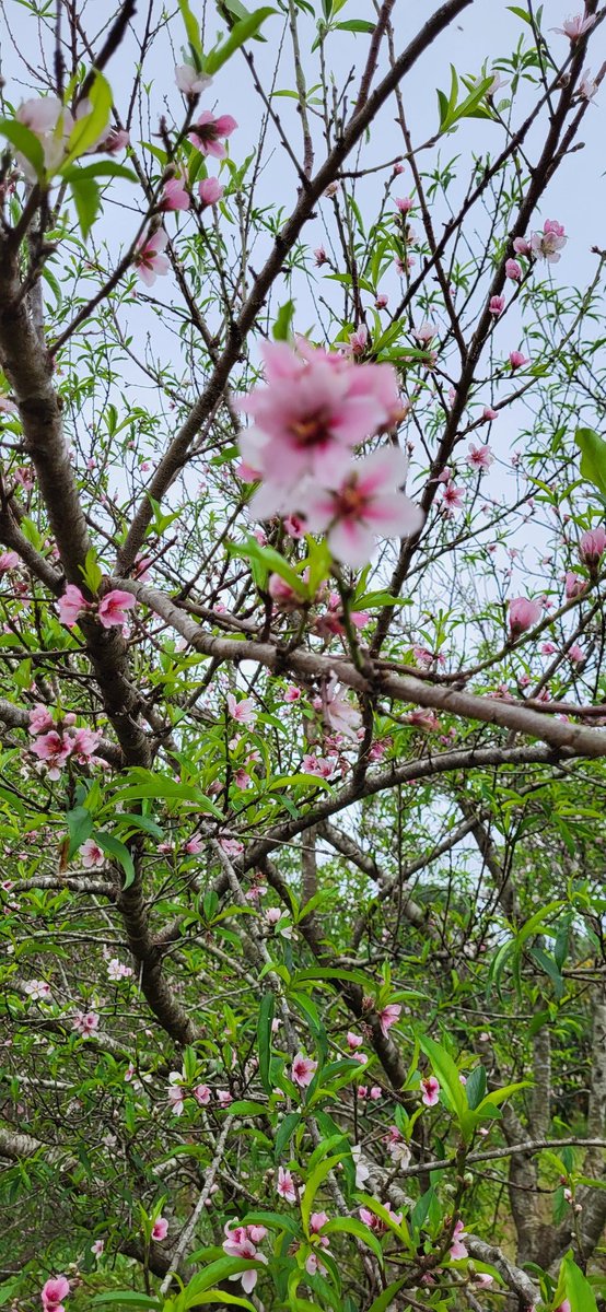 FarmerSteveM's tweet photo. Peach trees blooming 😍 https://t.co/1NYECm6nHV