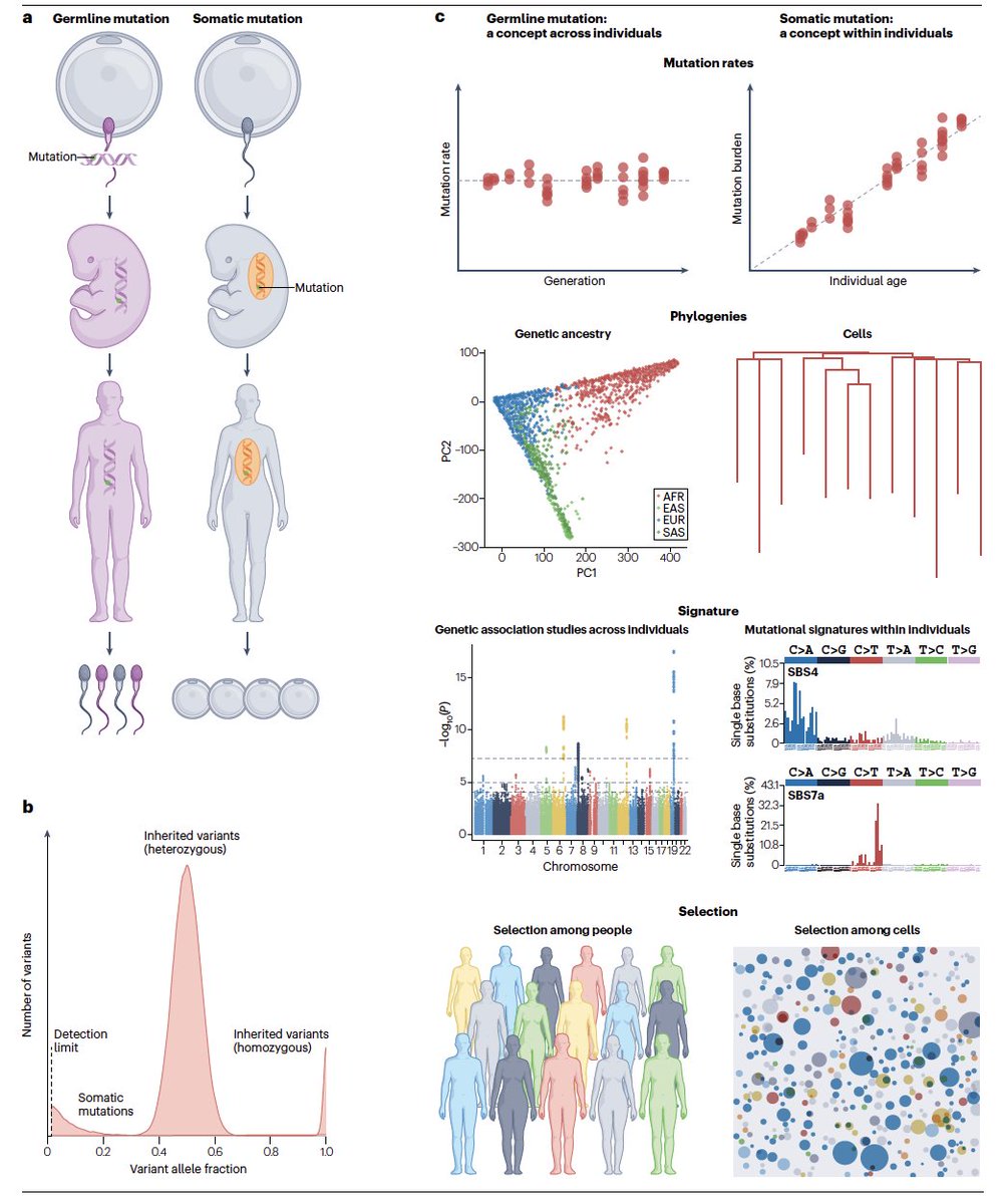 'Genetic variation across and within individuals' doi.org/10.1038/s41576…