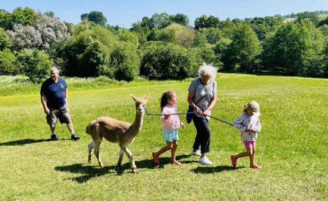 Make memories to last a lifetime with Canonteign Falls' Alpaca Experience on April 9th. This is a magical opportunity to have an exclusive one-on-one session with these lovely animals. #CanonteignFalls #AlpacaExperience #VisitDevon