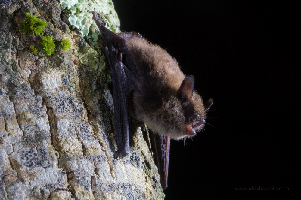 Monday bat! The whiskered bat (Myotis mystacinus) is relatively common in Europe, but more scarce in the southern parts of its distribution! 🤔 In #Catalonia this species is only found in Pyrenean forests, usually near water bodies and riparian areas! 📸: @adria_baucells