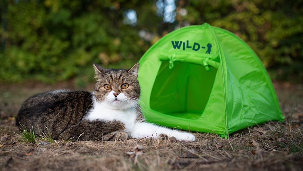 WILD1outdoor's tweet photo. 【重大発表】
WILD-1から、猫専用ブランド「WILD-にゃん」爆誕！！！

ワイルドな猫ちゃんのための、アウトドア用グッズ専門店です🐈

#エイプリルフール https://t.co/tlAsSZrBag