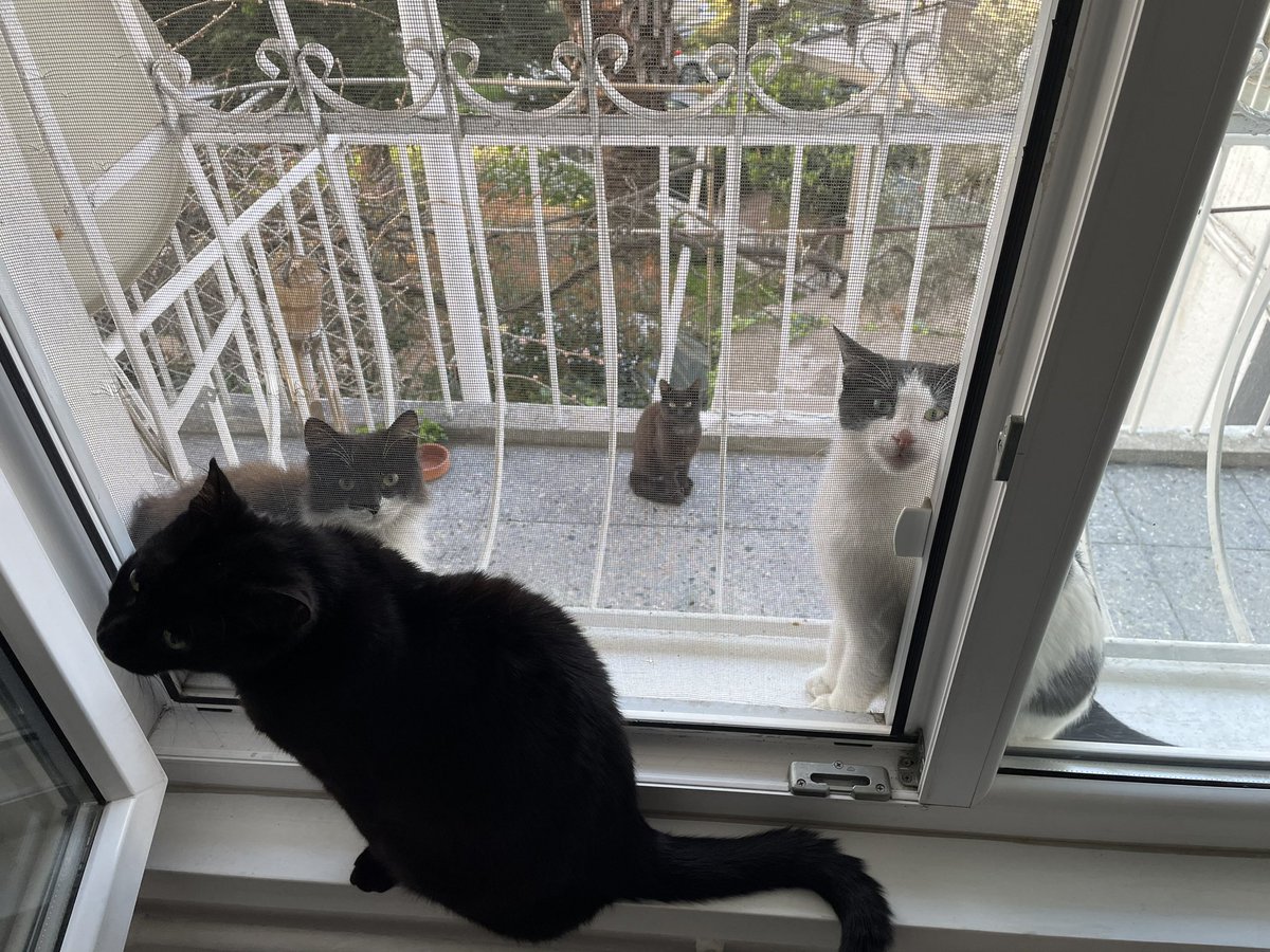 1 indoor cat
3 outdoor cats