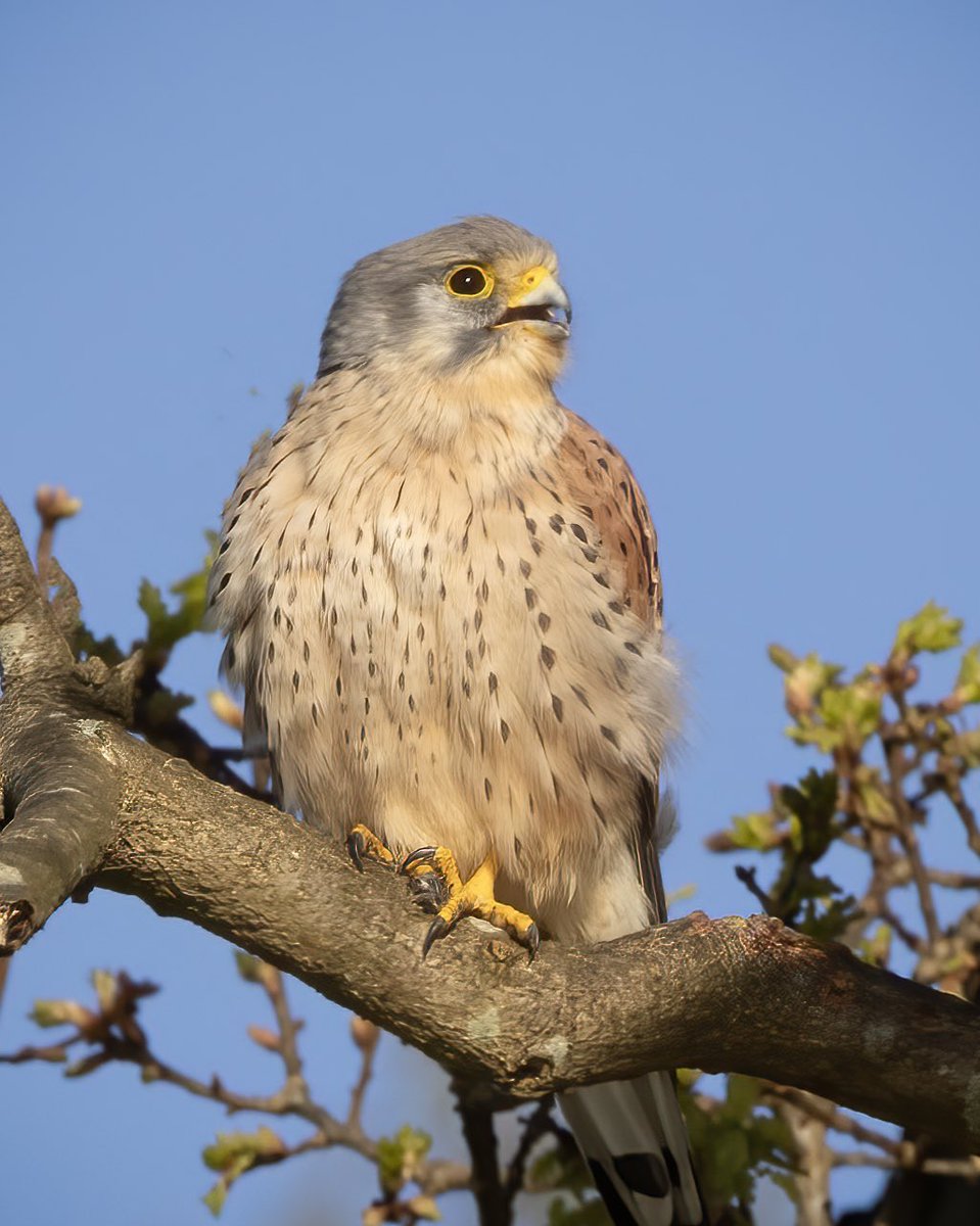 Birds seen in #BushyPark between rain showers this week- Little Owl Wren, Greater Spotted Woodpecker Male Kestrel- may need a click to open. 29.03.24 @theroyalparks @Natures_Voice @WildLondon @TWmagazines @Teddington_Town @TeddingtonNub @Visit_Richmond1