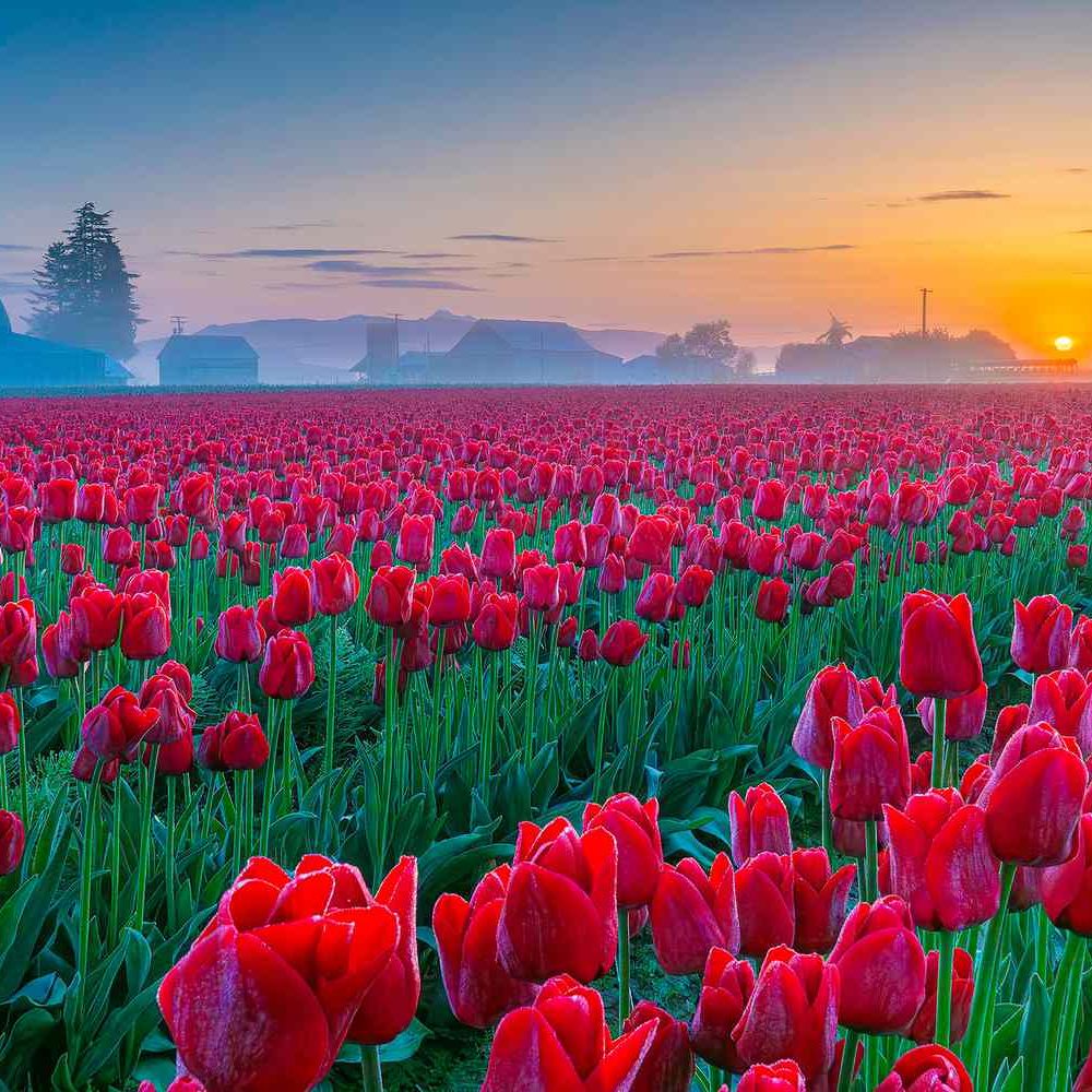TravelLeisure's tweet image. This Is the Largest Tulip Festival in the U.S. — With Tens of Millions of Blooms Set in a Verdant Valley travelandleisure.com/skagit-valley-…