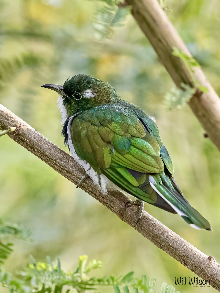 A Klaas’s Cuckoo’s many shades of green… 📍Nyarutarama, #Kigali #Rwanda #RwOX #Birds