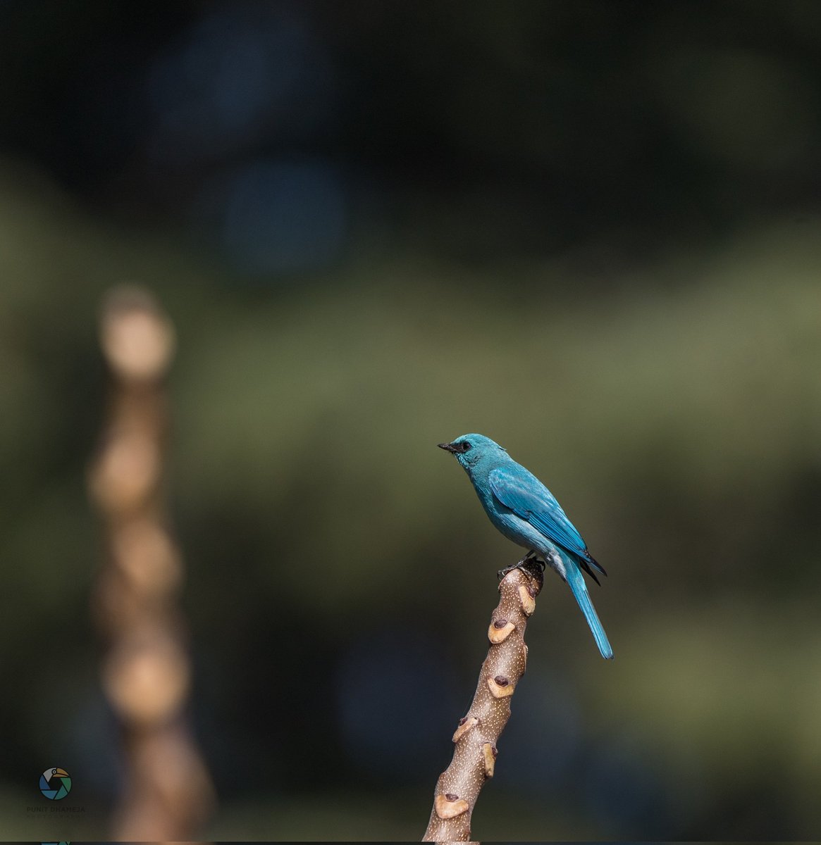 The blue you cannot miss, Verditer Flycatcher from Ramgarh Uttarakhand #IndiAves #natgeoindia #birdwatching #BirdsSeenIn2024 #birdphotography #TwitterNatureCommunity