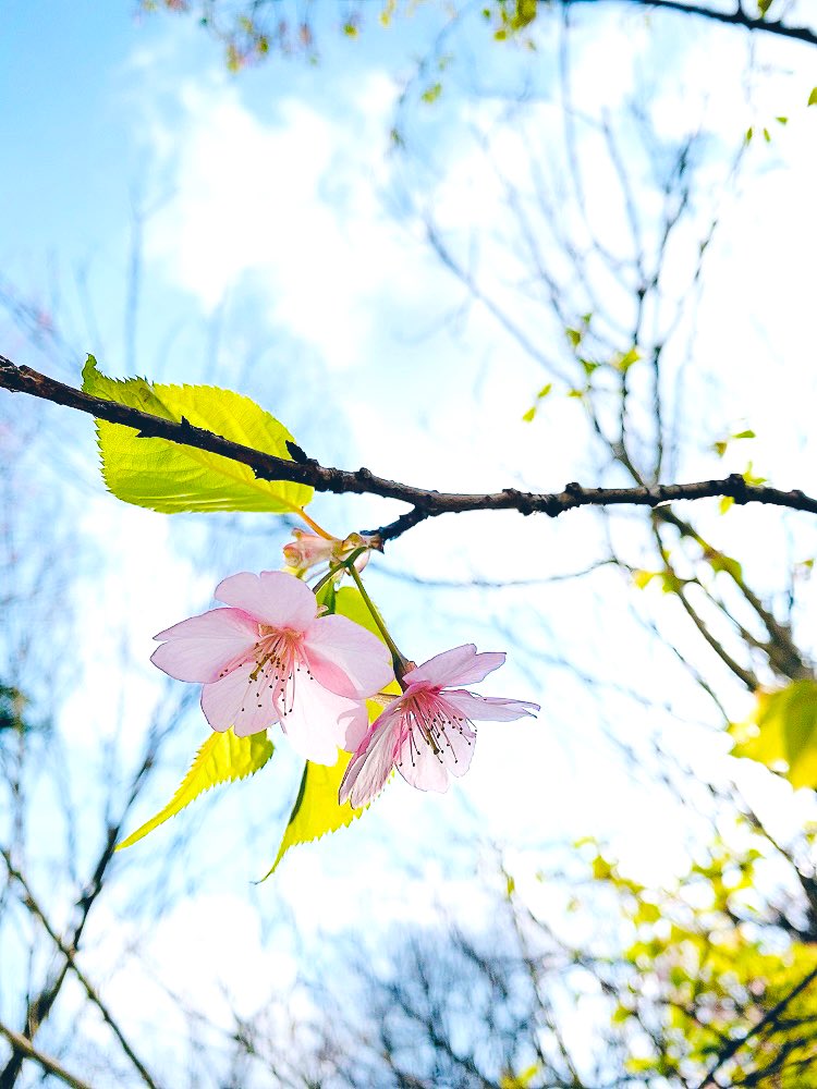 「桜咲いてましたきれい(*ˊᵕˋ) 」|あめとゆき❄のイラスト
