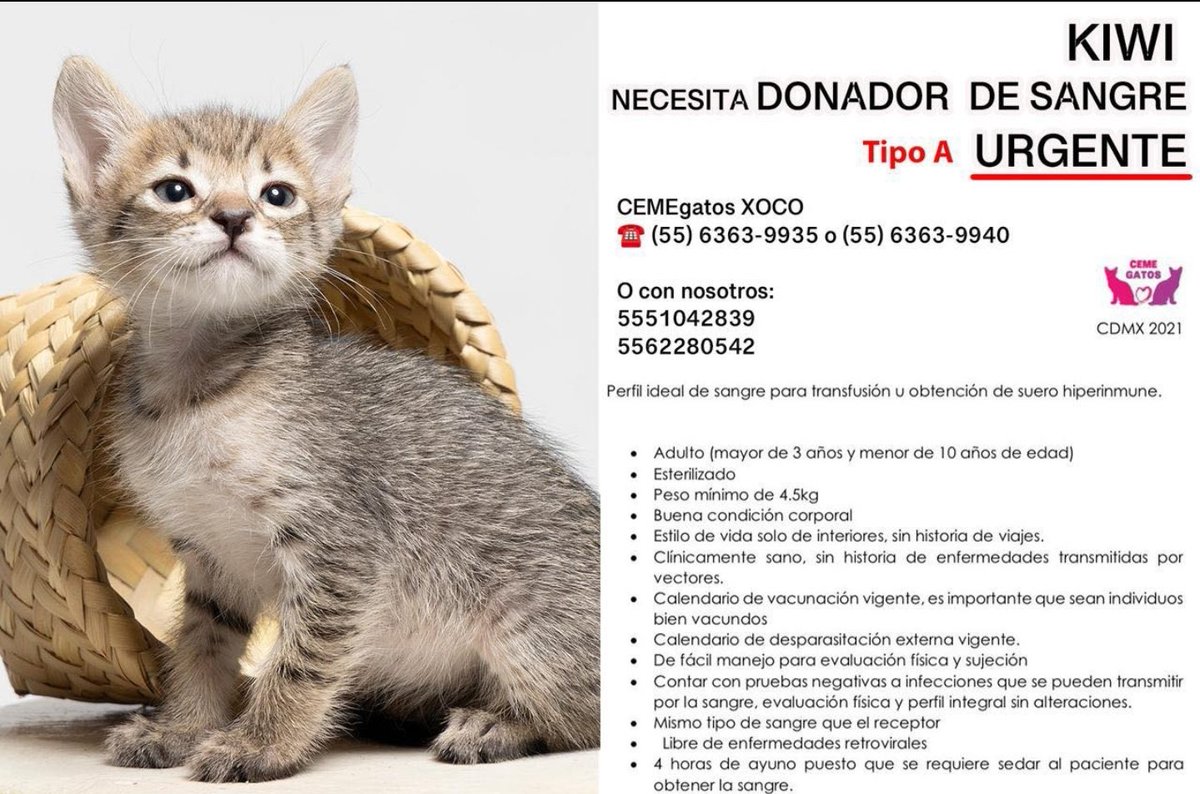 🚨🚨🚨⚠️ KIWI NECESITA SANGRE TIPO A🩸 Ayudemos a DIFUNDIR! 📲5563639935 <a href="/AGatunos/">Angeles Gatunos</a> <a href="/AdogtaMiauMx/">AdogtaMiauMx</a> <a href="/AGatunos/">Angeles Gatunos</a> <a href="/Alina_Gag/">Alina</a> <a href="/Animales_CDMX/">AnimalesCDMX</a> <a href="/Carmen_Hern/">Carmen LaDeLosGatos</a> <a href="/Damaris95980325/">🎀Damaris🐱</a> <a href="/FelinaVoz/">Voz Felina</a> <a href="/GarraAmor/">Amor Con Garra</a> <a href="/gatos_en/">Gatos en adopcion</a> <a href="/gatitosasalvo/">🐾🐾Gatitos a salvo🐾🐾</a> <a href="/LaCrazyCatLady_/">carolina</a> <a href="/LordGatus/">Lord Gatus</a> <a href="/GatitosCdmx/">GatitosCdmxAyuda</a> <a href="/PetFirstAidCDMX/">Pet First Aid CECAD Emergencias</a> RT RT RT 🔁