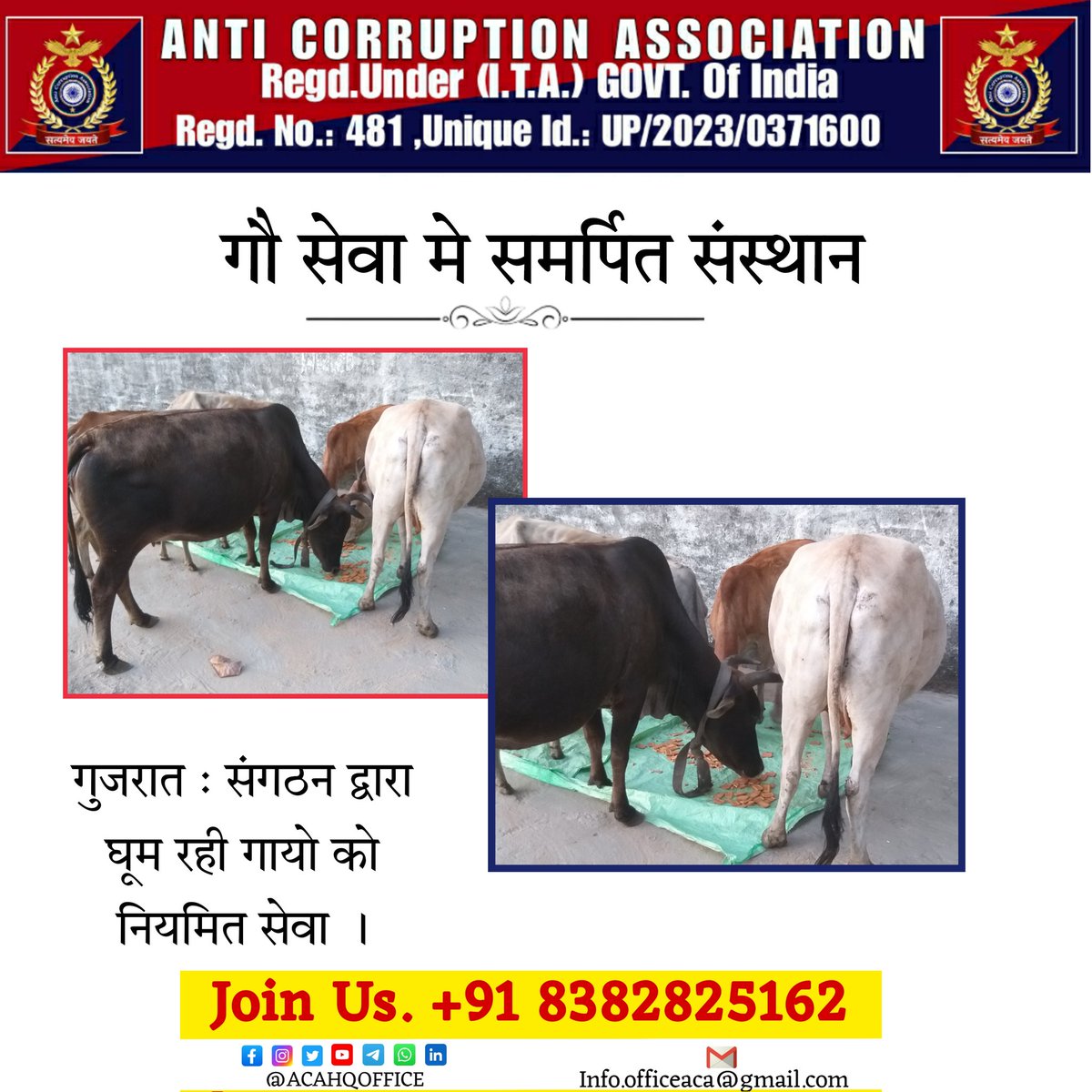 गौ सेवा मे सदैव समर्पित संस्थान #anticorruptionassociation #ACAHQOFFICE #ACAUPOFFICE #GAUSEWA #cow