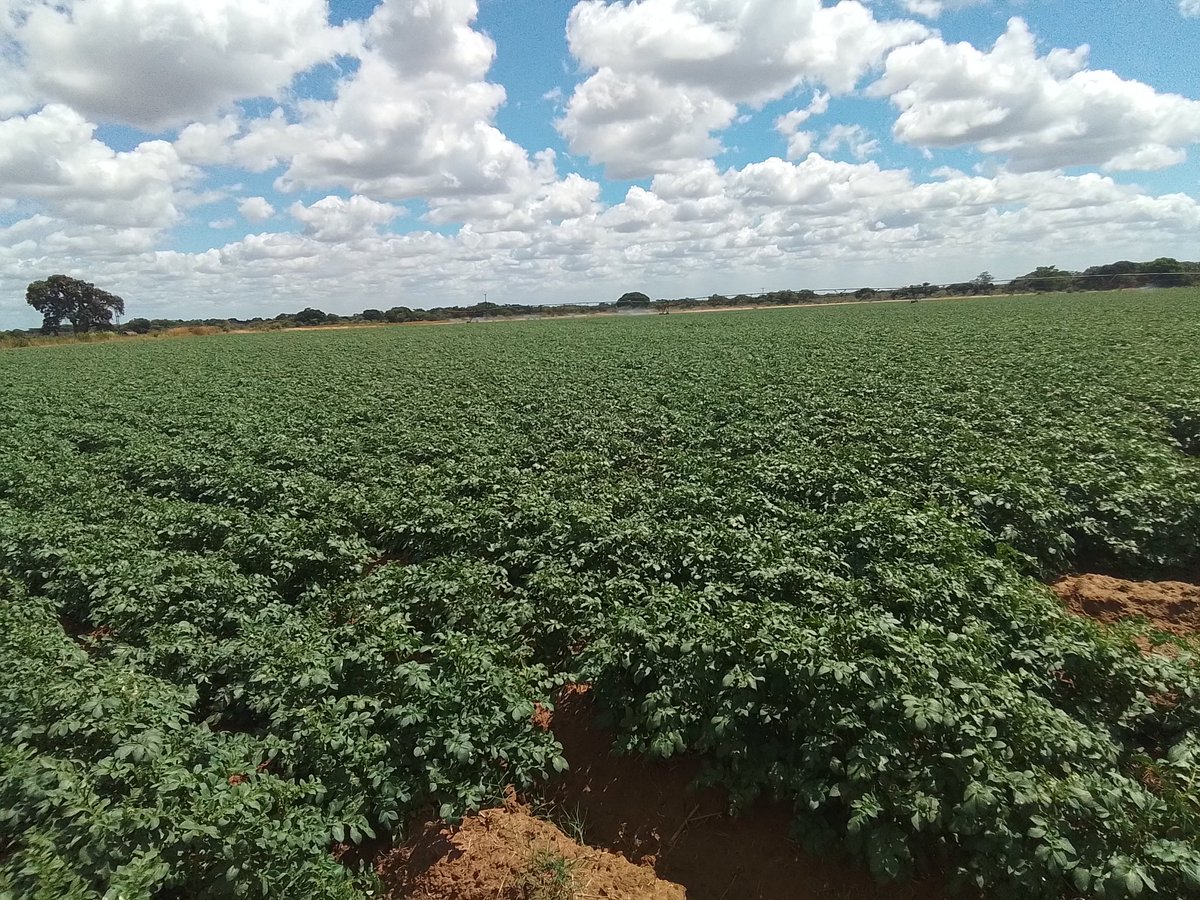 Ronald Rusere tweet media