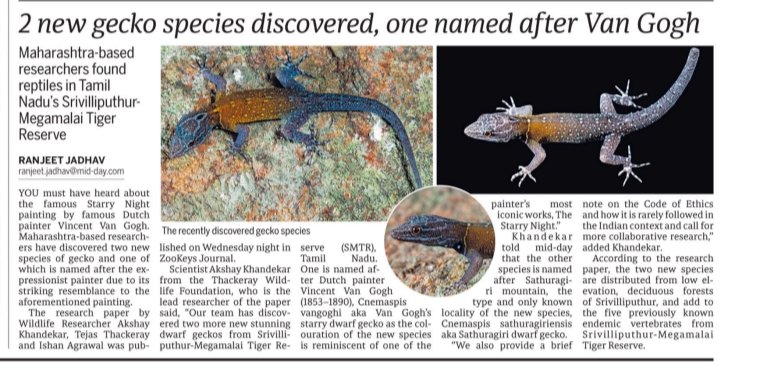 Maharashtra: 2 new gecko species discovered, one named after Van Gogh. #VincentVanGogh #TheStarryNight mid-day.com/mumbai/mumbai-… #AkshayKhandekar #TejasThackeray #IshanAgarwal #gecko #westernghats