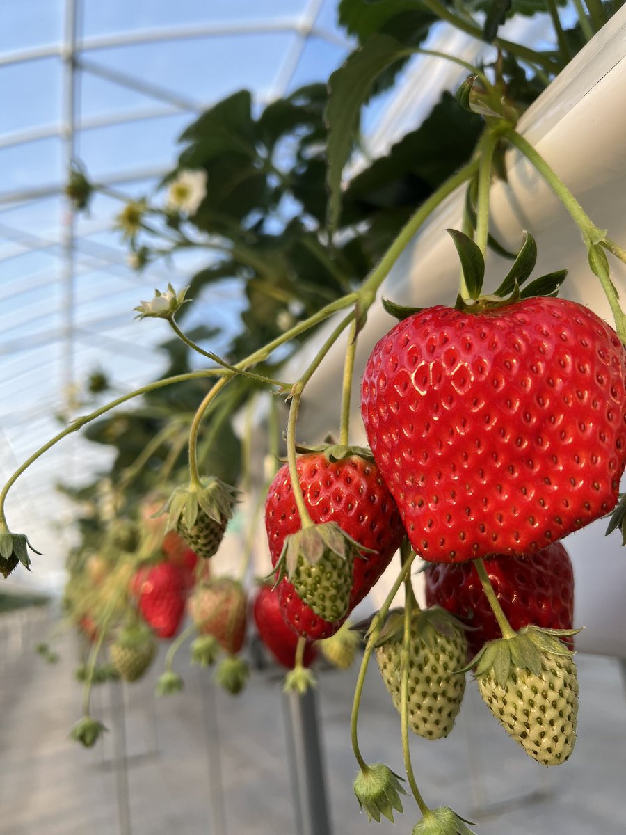 春休み期間、いちご狩り増枠しました☺️🍓
ご都合よろしければ、ぜひ遊びに来てください！いちごたくさんあります😊🌞