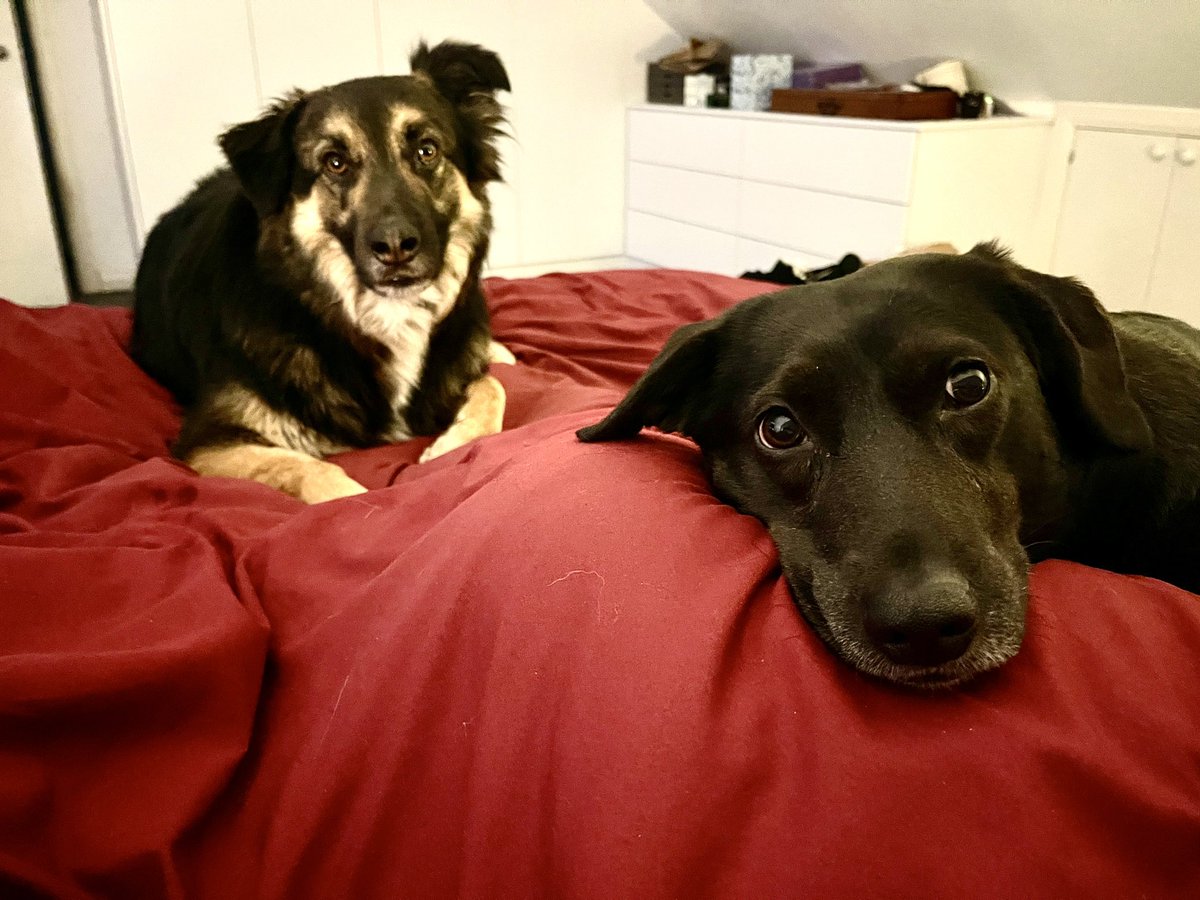 KickLizard7's tweet photo. Someone wants me to get up! #RescueJack & #RescueZola https://t.co/rPCNJxbqwV