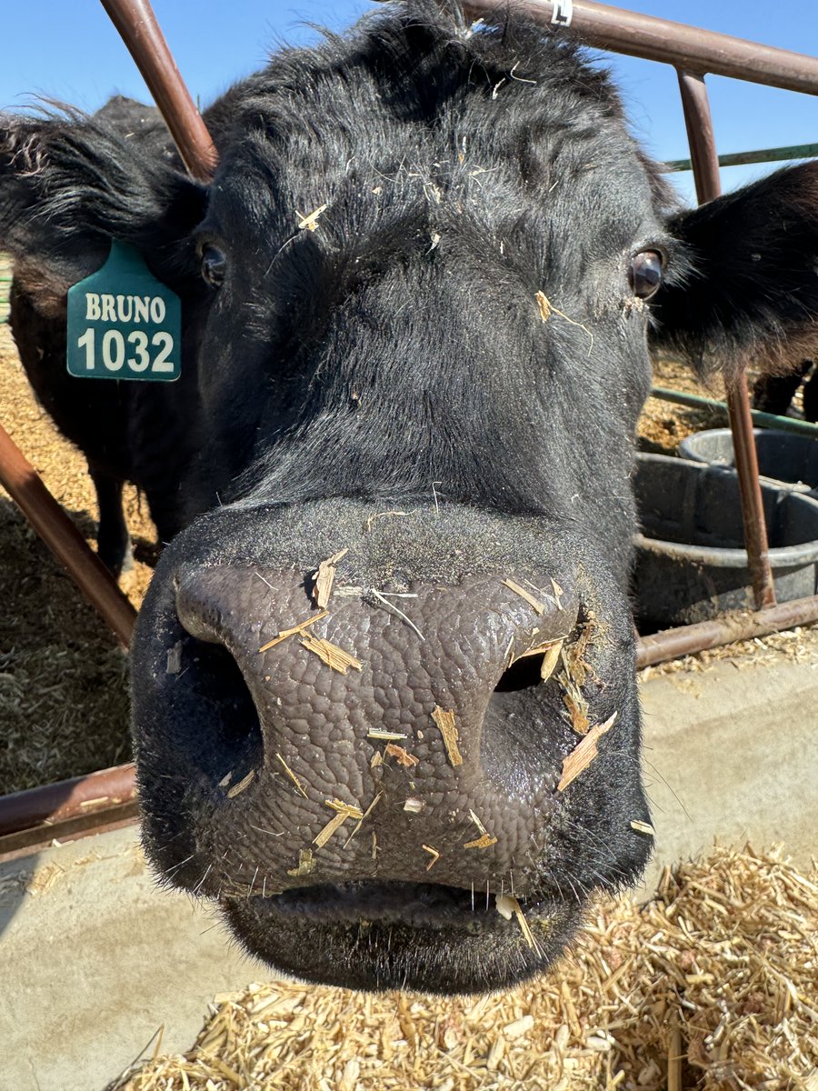 Another day, another steer selfie.

#animalscience #bovine #typefully