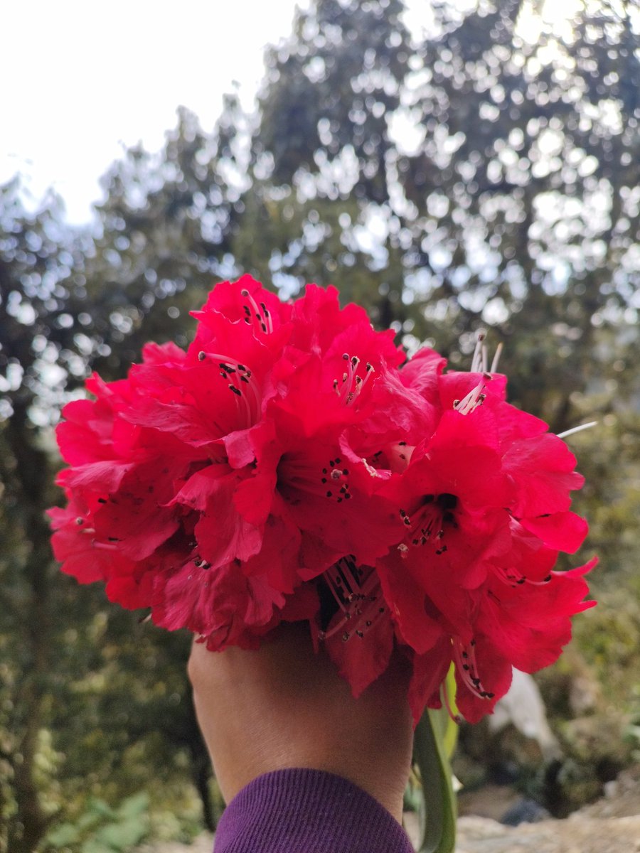 The best bouquet ever 🌸💐🌺
#buransh
#rhododendron
#Uttarakhand