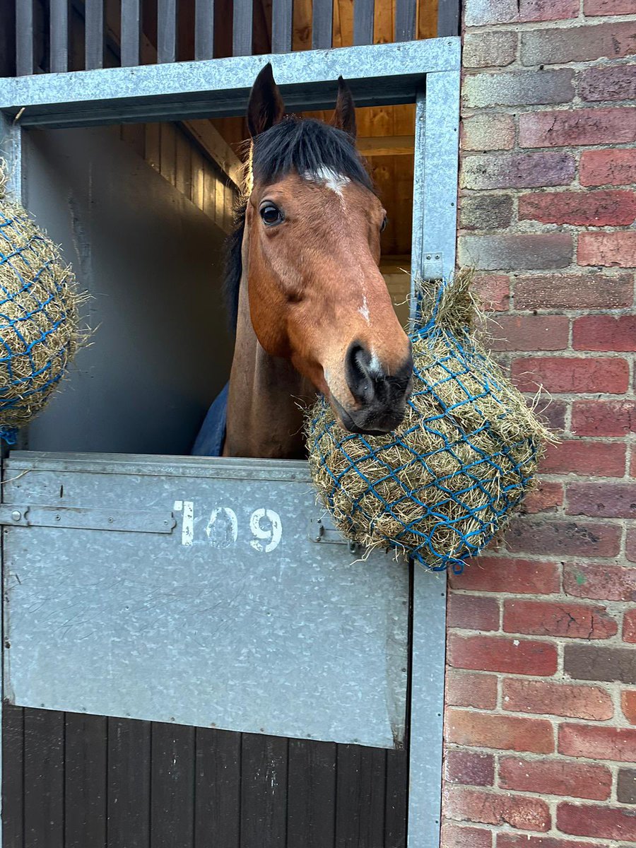 Sir Chauvelin runs in this afternoon’s valuable @BetUKOfficial AW Champ Marathon Hndcp @NewcastleRaces , @amie_waugh90 rides! Here he is after arriving yesterday afternoon!