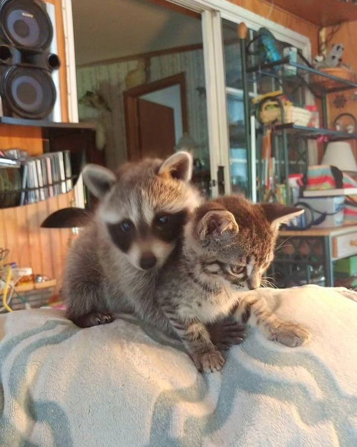 PunchingCat's tweet photo. https://t.co/S40ZGCGwa7