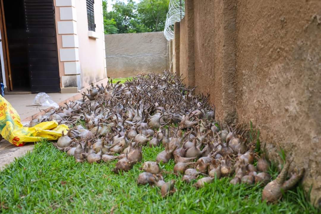 MeddMadagascar's tweet image. ⚖️Traffic de baobab nains: 650 pieds saisis à Antananarivo. L'opération coup de poing  contre le trafic illicite de #RessourcesNaturelles s'intensifie. Un chinois et trois malagasy en détention préventive.
#NumeroVert955