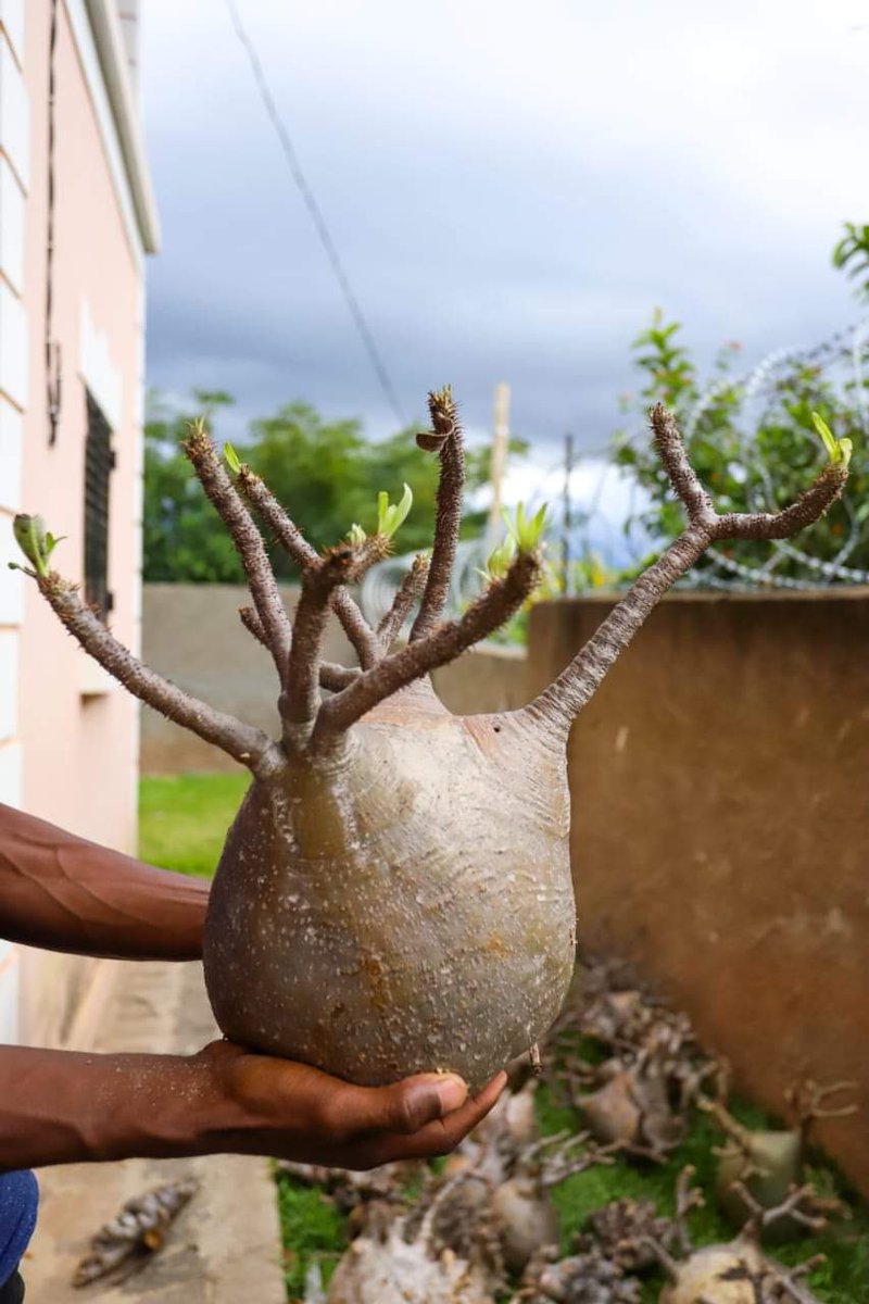 MeddMadagascar's tweet image. ⚖️Traffic de baobab nains: 650 pieds saisis à Antananarivo. L'opération coup de poing  contre le trafic illicite de #RessourcesNaturelles s'intensifie. Un chinois et trois malagasy en détention préventive.
#NumeroVert955