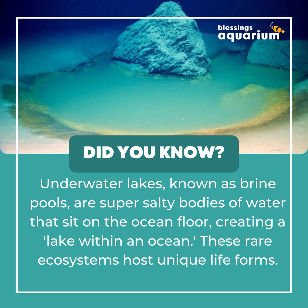Did You Know?  Underwater lakes, known as brine pools, are super salty bodies of water that sit on the ocean floor, creating a 'lake within an ocean.' These rare ecosystems host unique life forms. #BrinePools #MarineEcosystems #Mariners #marine #AQUARIUM #TrendingNow