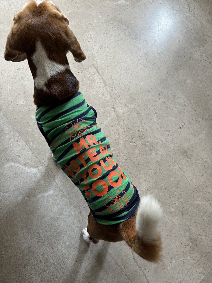 Mr. Steal your food! Cooper had a small surgery so he’s wearing this t shirt. It brings out his real personality 😄😉🐶