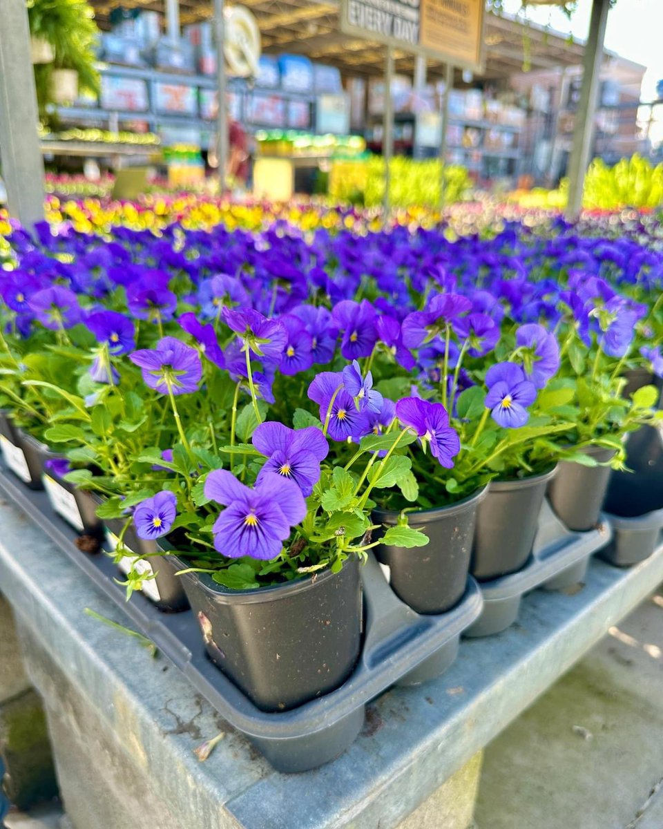 Our Garden Center is blooming with new arrivals in 2024 🌼 From outdoor flowers to houseplants and everything in between, these top picks are worth bringing to your home and garden 🪴

Les talk WhatsApp 0755-687-253

You can still pay in instalments through Muscle Cash