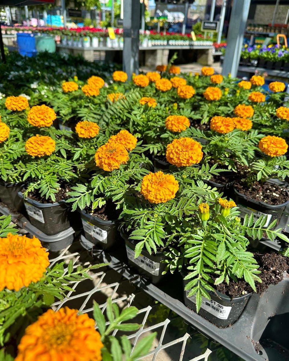musclehardware's tweet photo. Our Garden Center is blooming with new arrivals in 2024 🌼 From outdoor flowers to houseplants and everything in between, these top picks are worth bringing to your home and garden 🪴

Les talk WhatsApp 0755-687-253

You can still pay in instalments through Muscle Cash https://t.co/f3ANhbbZzW