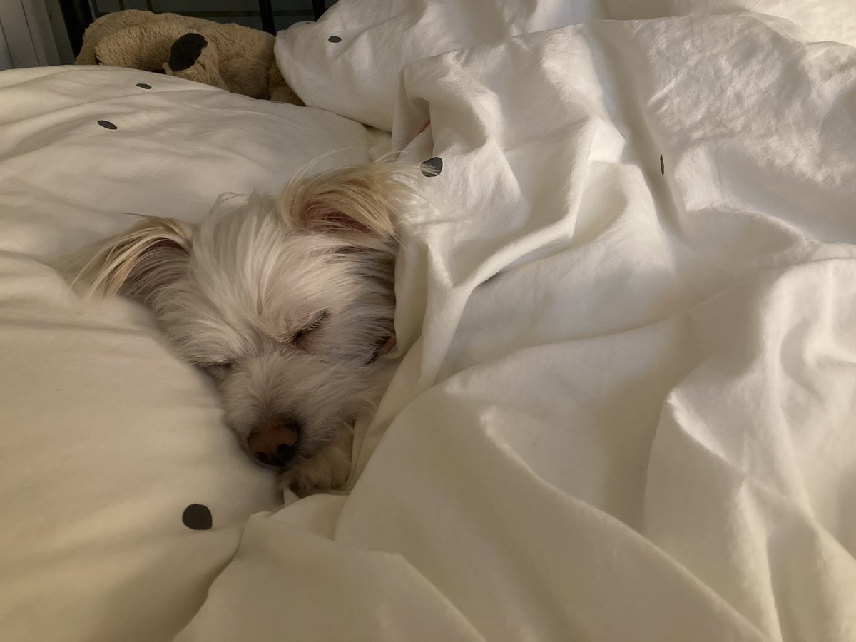 우리집 강아지도 🛌
언니는 ㅇㄷ서자라고