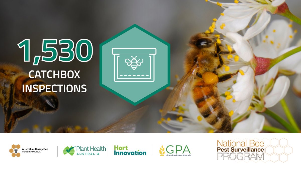🐝The National Bee Pest Surveillance Program is an early warning system to detect new incursions of exotic bee pests &amp; pest bees. Over 1,530 catchbox inspections were conducted in 2023 👀 bit.ly/3UGkHnA

<a href="/AustBee/">Aust. Honey Bee Industry Council</a> <a href="/Hort_Au/">Hort Innovation</a> <a href="/GrainProducers/">Grain Producers Australia</a>