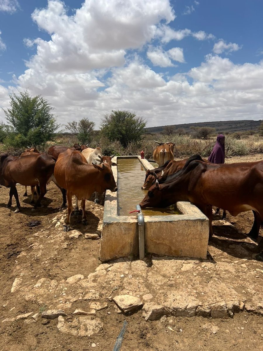 #FNSREPRO, a fodder commercialisation project, wraps up 4+ years of impactful work in Sool & Sanaag regions with successful project end events in Nairobi, thanks to @DutchMFA Addressing emerging issues on #sustainable livelihoods through feed for a #resilient future.