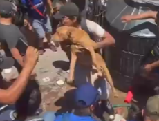 Aplausos para este señor que alejó al perrito que era mascota de los asesinos de #Taxco mientras se los madreaban. También aplausos para quienes se ensañaron directamente contra los delincuentes y no contra este canino que no tiene la culpa de lo mierdas que fueron sus amos.