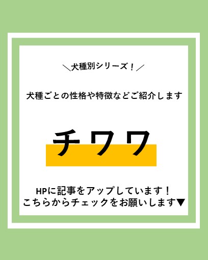ALL_AH_group's tweet photo. 犬種別シリーズ！犬種ごとの性格や特徴などご紹介します。 ～チワワ編～
https://t.co/oLIRX5796k
#犬　#チワワ　#チワワのいる暮らし 　#犬好きな人と繋がりたい https://t.co/o3sYNyqUCS