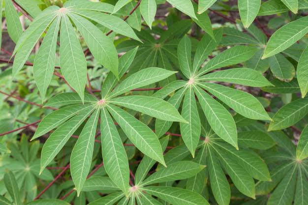 Les feuilles de manioc contiennent des quantités importantes de protéines (17,7 % à 38,1 % en poids sec). Elles sont, en outre, riches en vitamines B1, B2 et C, ainsi qu'en caroténoïdes et en minéraux