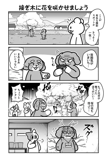 【接ぎ木に花を咲かせましょう】あべまん『のんびり村の役場猫』  #ツイ4 