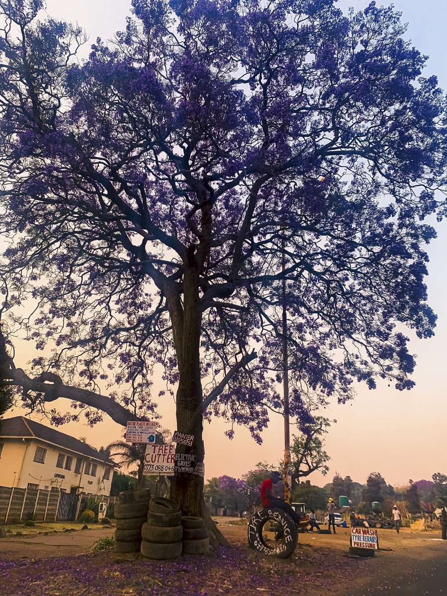 Another photo from the collection on my website: jacaranda season in #Harare, #Zimbabwe - the hour when you’ve either managed to get your planned errands done or you haven’t, and it’s time to temporarily forget about them and submit to the city’s vibe. #streetphotography