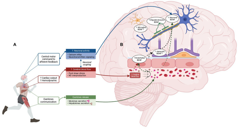 🧠💪 ¿Cuáles son los mecanismos moleculares detrás de cómo el cerebro responde al #ejercicio , con énfasis en el factor neurotrófico derivado del cerebro #BDNF ❓❓ #CognitiveImpairment 

ncbi.nlm.nih.gov/pmc/articles/P…
