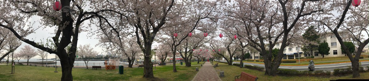 こんにちは。今朝の横須賀は雨風が酷かったですが、現在はすっかり晴れています☀️今週末は春らしい陽気を楽しめそうですね🌸　写真は基地内の去年のコサノパークの桜ですが今年はまだ咲いてません。どうぞ良い週末をお過ごしください☺️　＃米海軍横須賀基地　＃桜　＃春