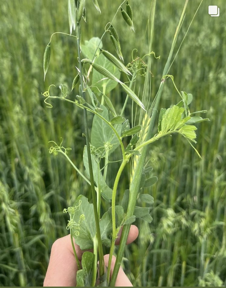 DuncanMillerr's tweet photo. @howemill @ThrimbyFarms Arable silage mix undersown. Calves done really well on it this winter. Not growing barley again this year and more of this going in https://t.co/0yx4nVEH23