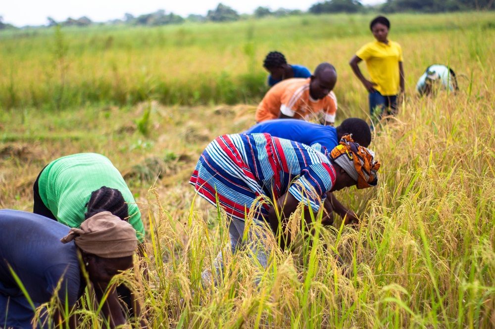 sprout_content's tweet photo. Sprout's open agricultural platform transforms expert content and services for small-scale farmers in Africa. Our real-time weather advisories, pest alerts, soil health advice, and more empower farmers to thrive. 

Visit https://t.co/TFh6u9ufiw for more information.
#SproutImpact https://t.co/pzWM16bYOJ
