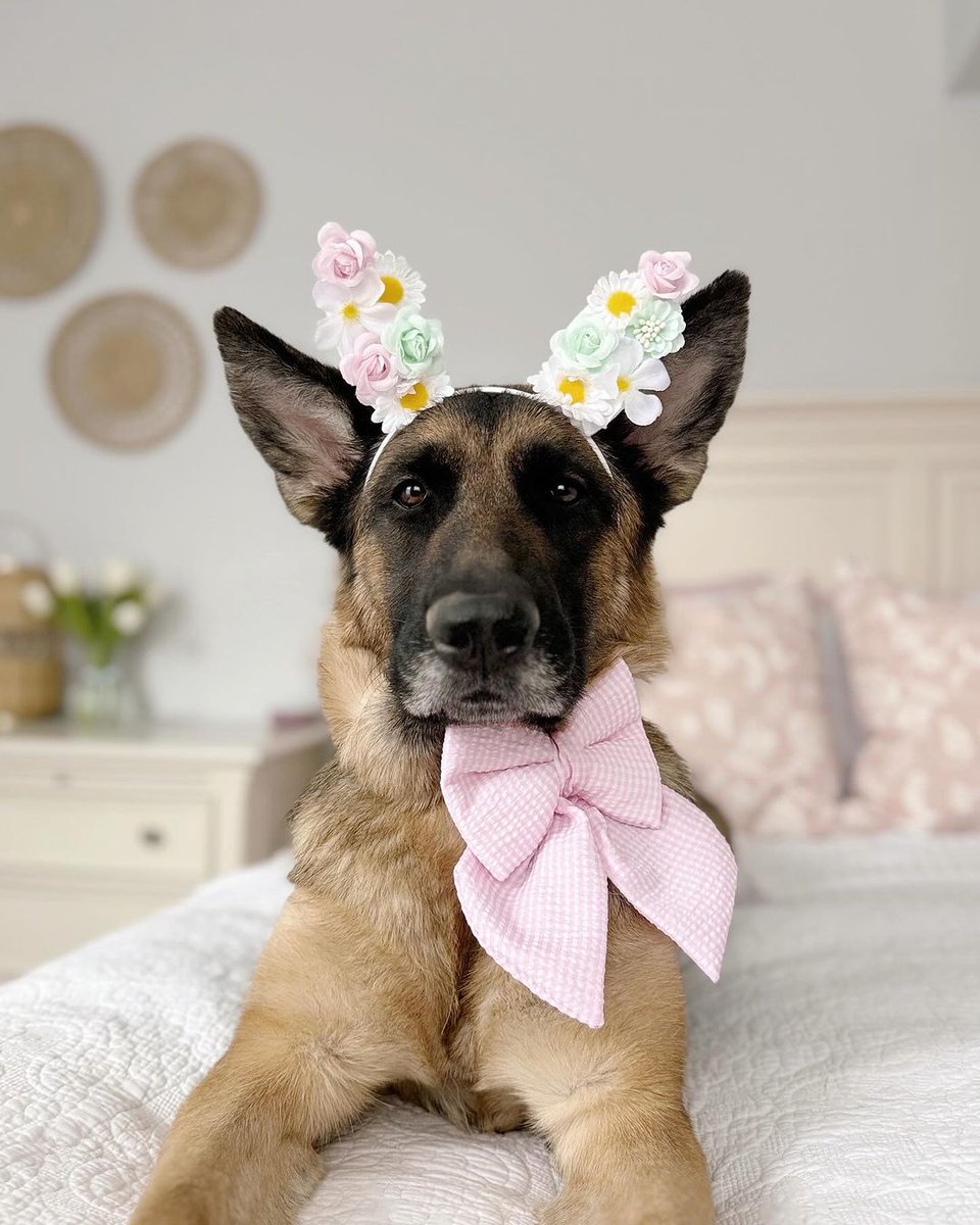 Some 'bunny' deserves a treat for looking so ear-resistible! 🐰🐶 📷: @saige.the.gsd on IG
