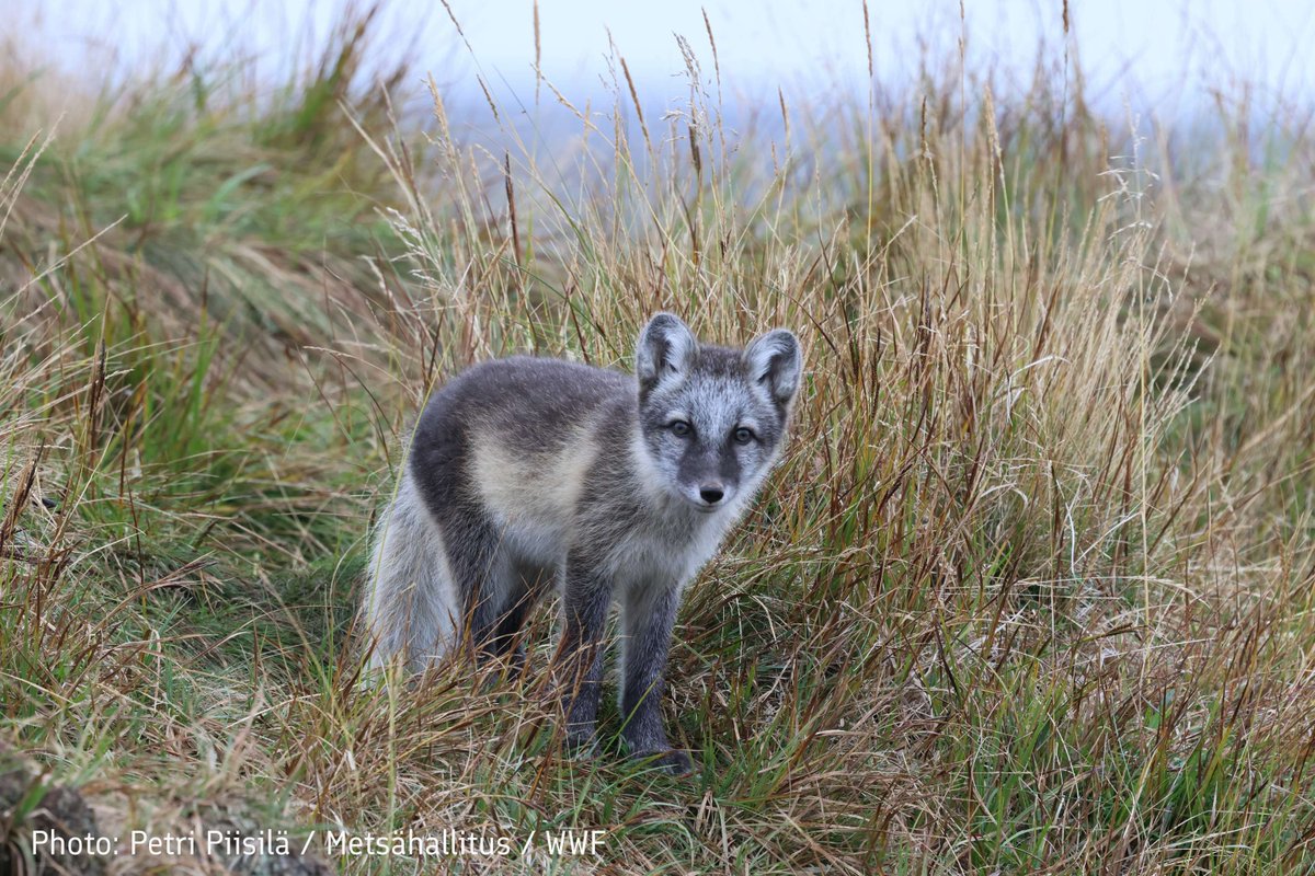 File:Three Arctic Foxes (10683163264).jpg - Wikimedia Commons, image size:1200x800