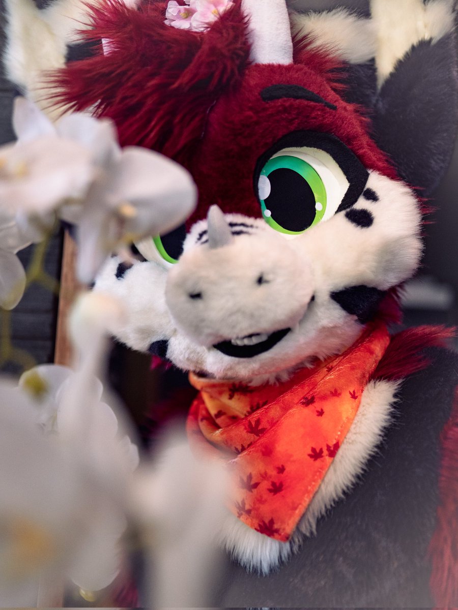 Naki posing with an orchid. One of my favorite houseplants
Happy #FursuitFriday
Photo taken by @makiboxphoto

#furry #furries #furrys #furryfandom #furrycommunity #furriesofinstagram #kemonofursuiter #furryirl #furry_irl #fursuit #kemono #anthro #anthropomorphic #nfc24