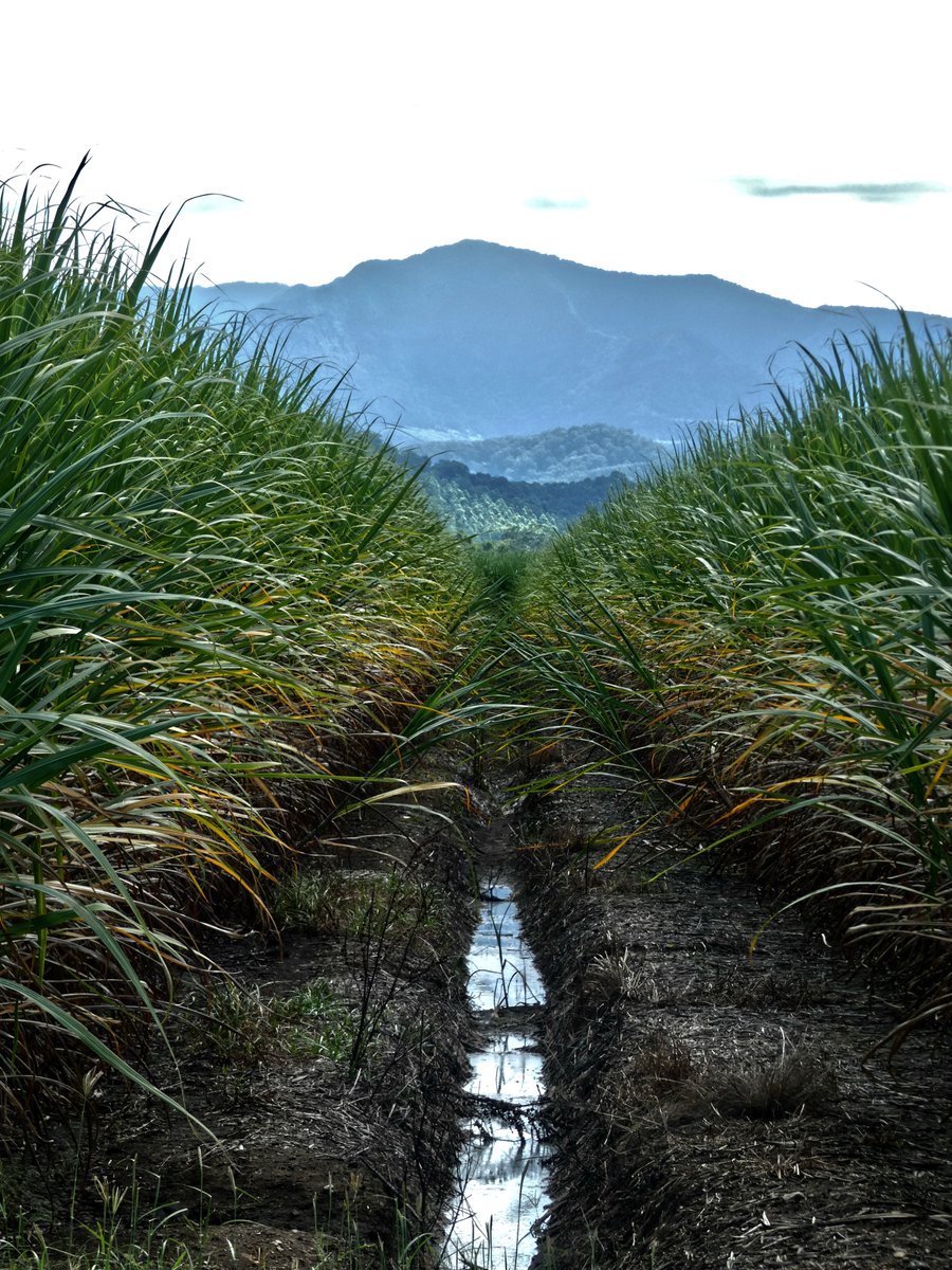 Sugar cane , Murwillumbah.
Picture by me.🙏❤️